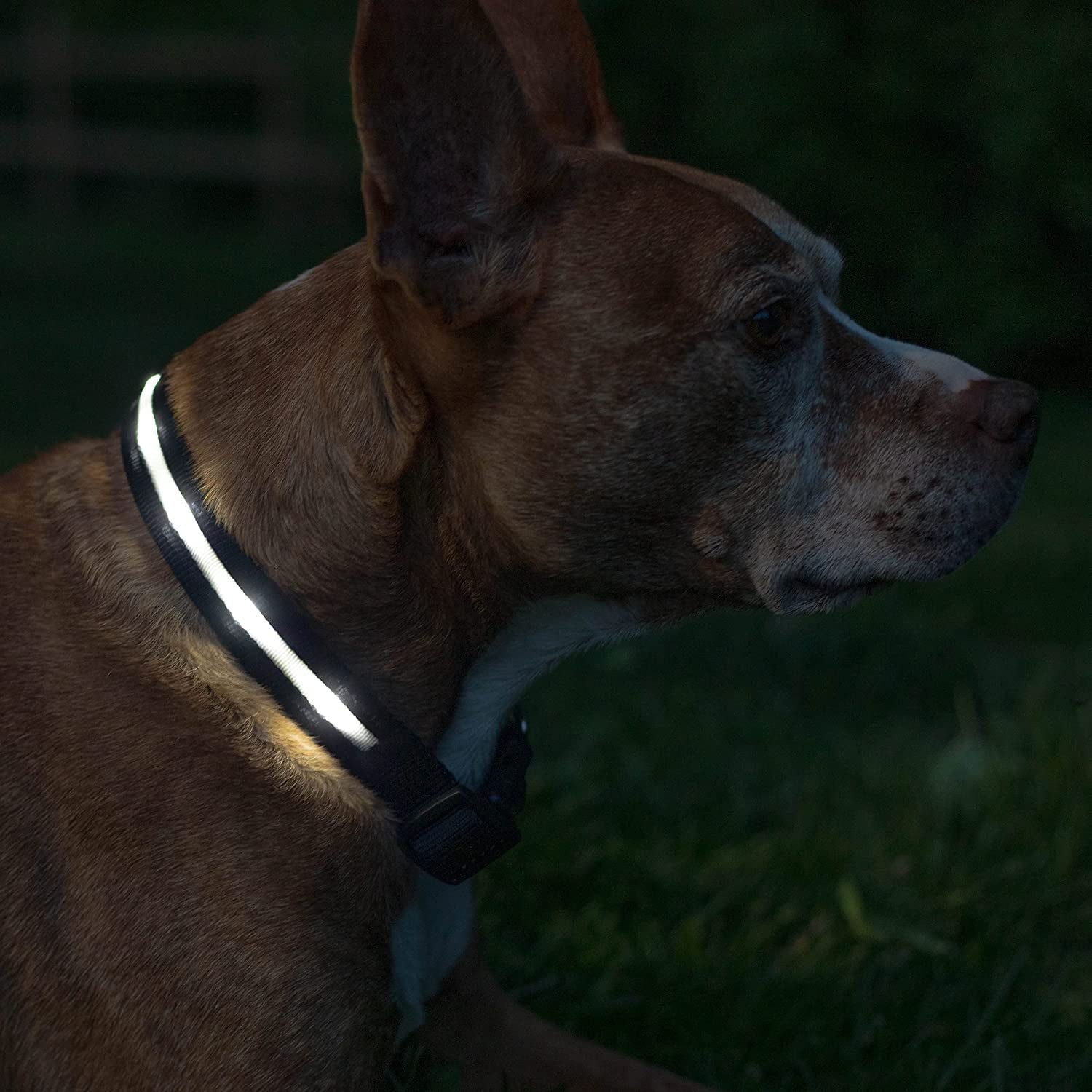 LED Dog Collar 