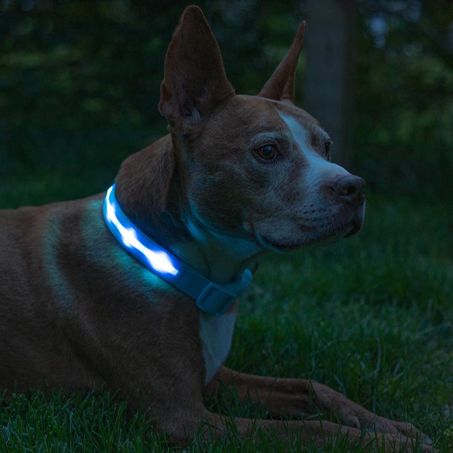 LED Dog Collar 