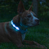 LED Dog Collar 