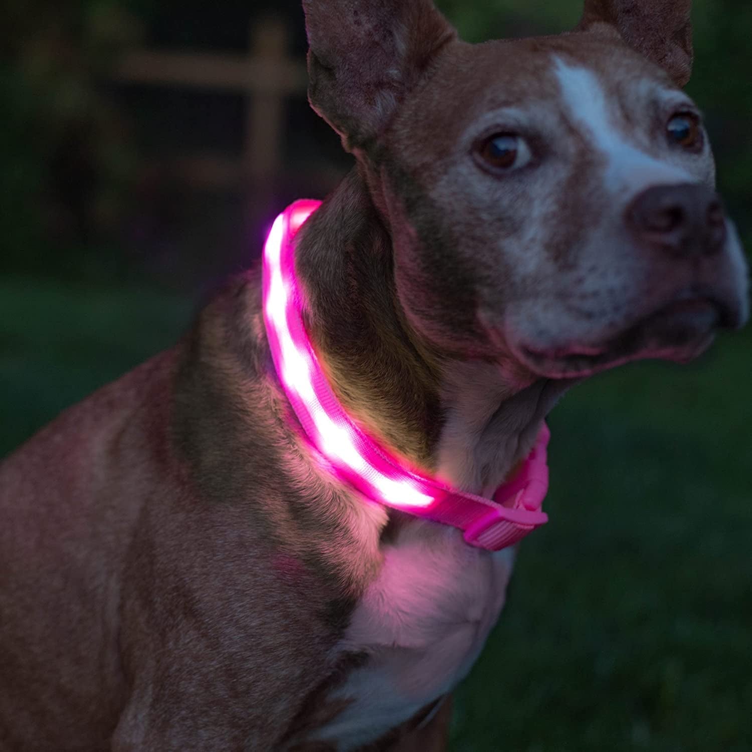 LED Dog Collar 