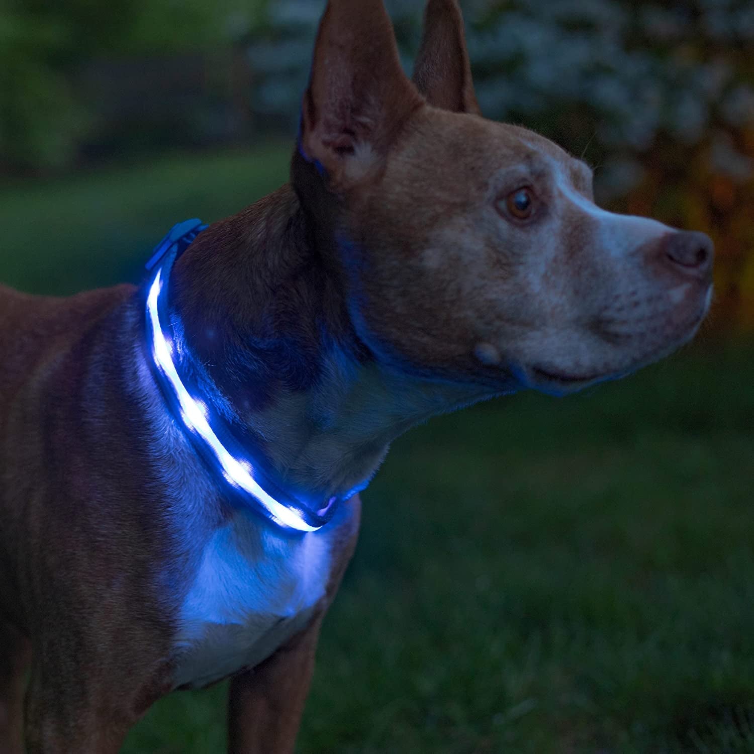 LED Dog Collar 