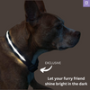 LED Dog Collar